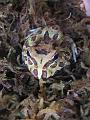 014 - Ceratophrys cranwelli